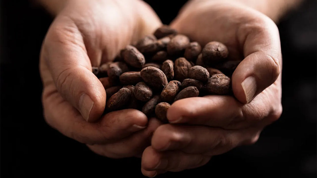 The First Step in the Journey of Cacao Beans